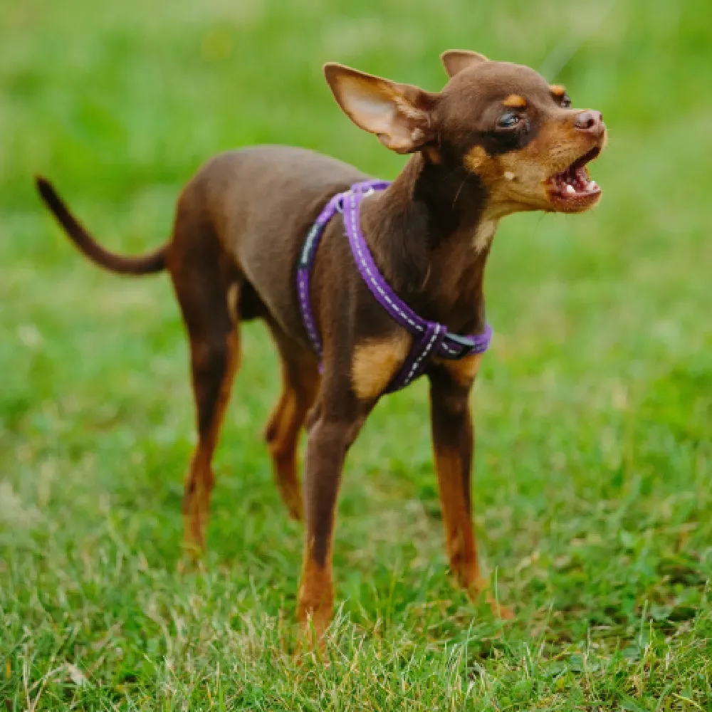 Pinscher 3.webp